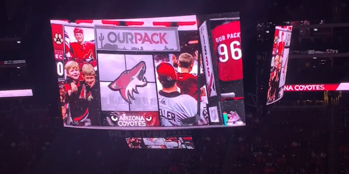 coyotes